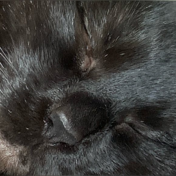 Meet your Posher, Kel - Picture 4 of 4